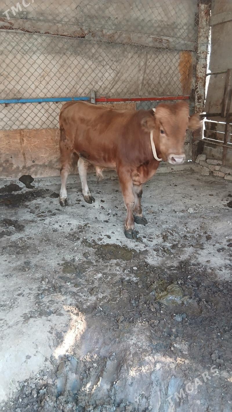 Okuz - Гёкдепе - img 1