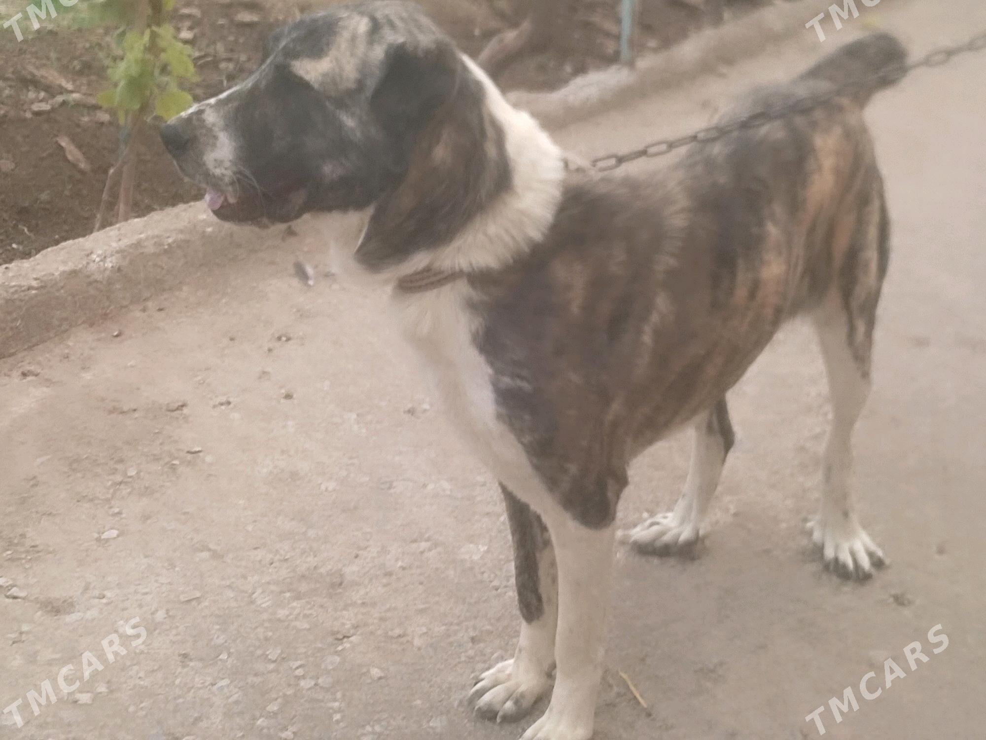 ganjyk it - Чарджоу - img 8