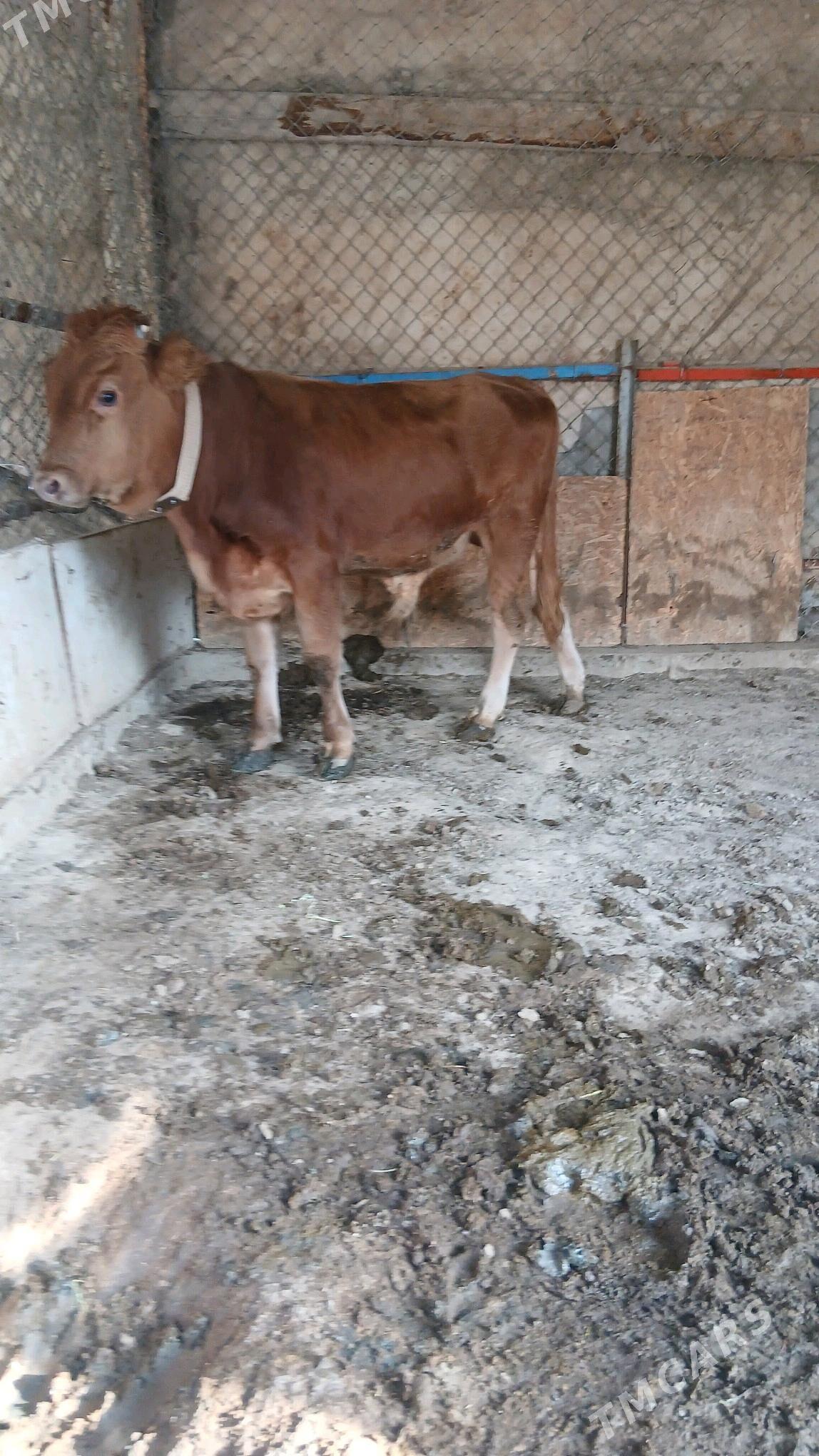 Okuz - Гёкдепе - img 2