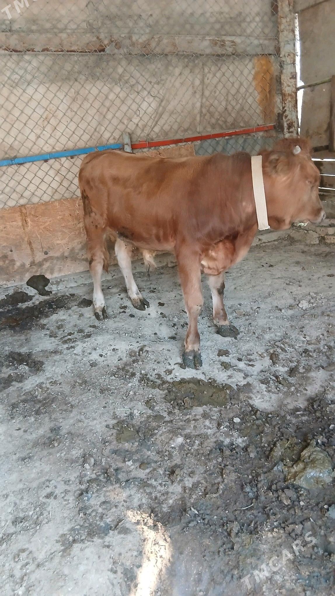 Okuz - Гёкдепе - img 4