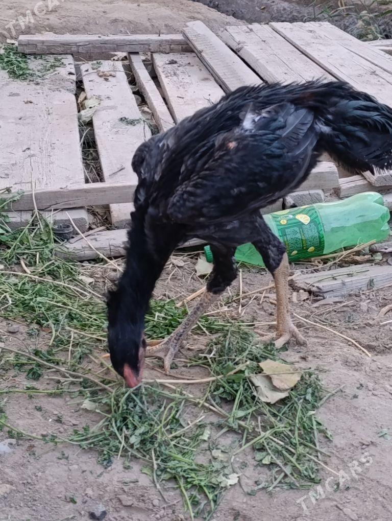 Mramyr cisti - Dänew - img 3