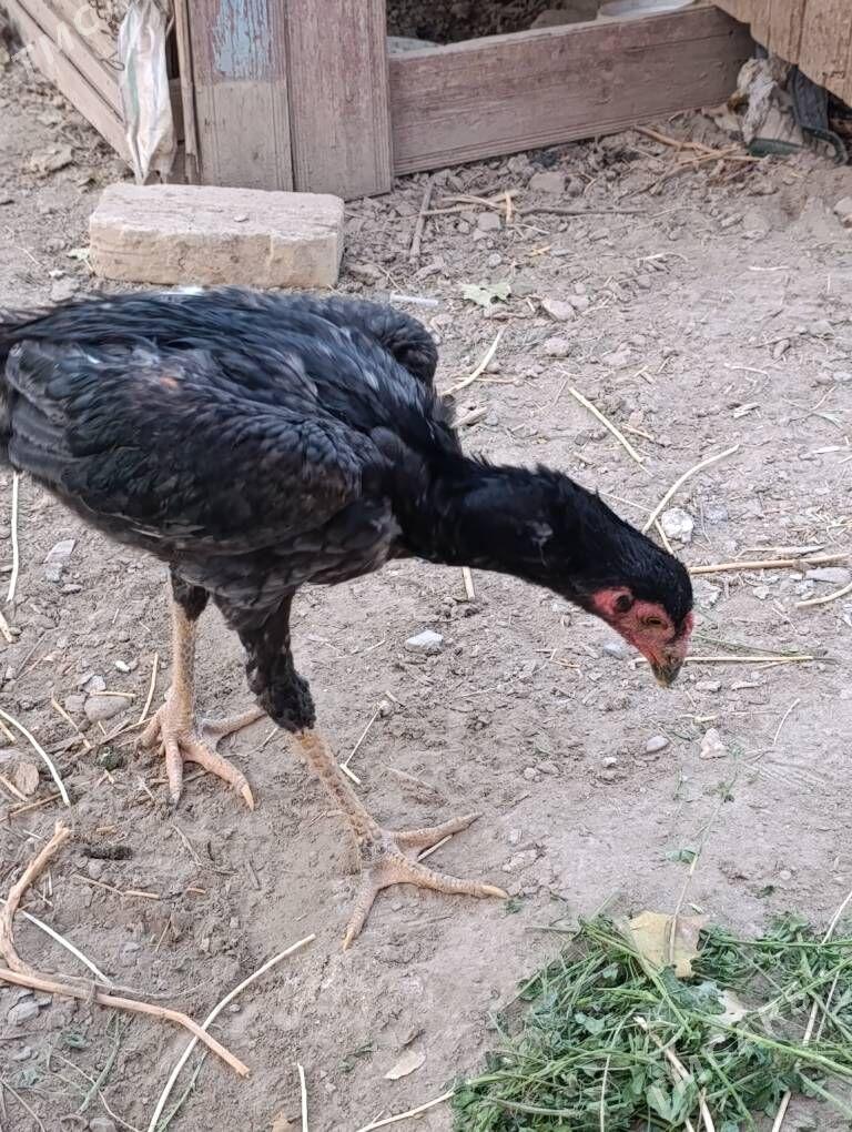 Mramyr cisti - Dänew - img 2