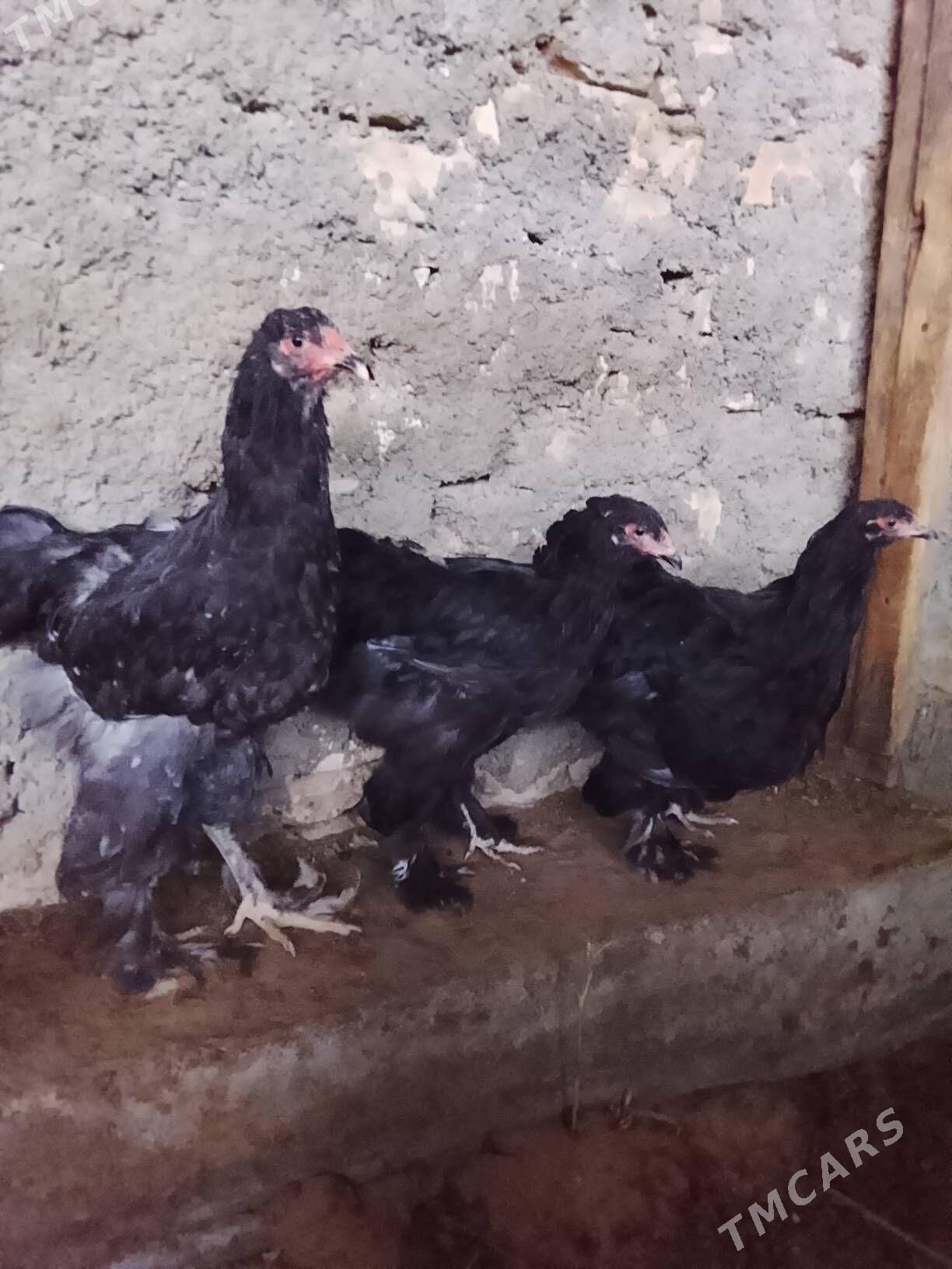 gara brama - Çoganly - img 2