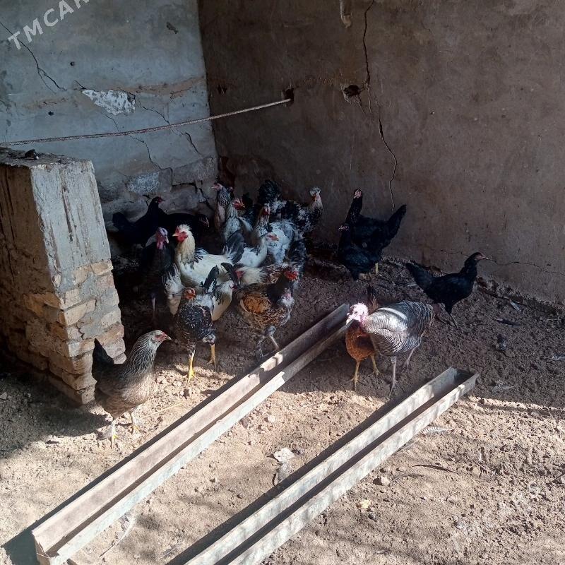 towuk - Мары - img 3