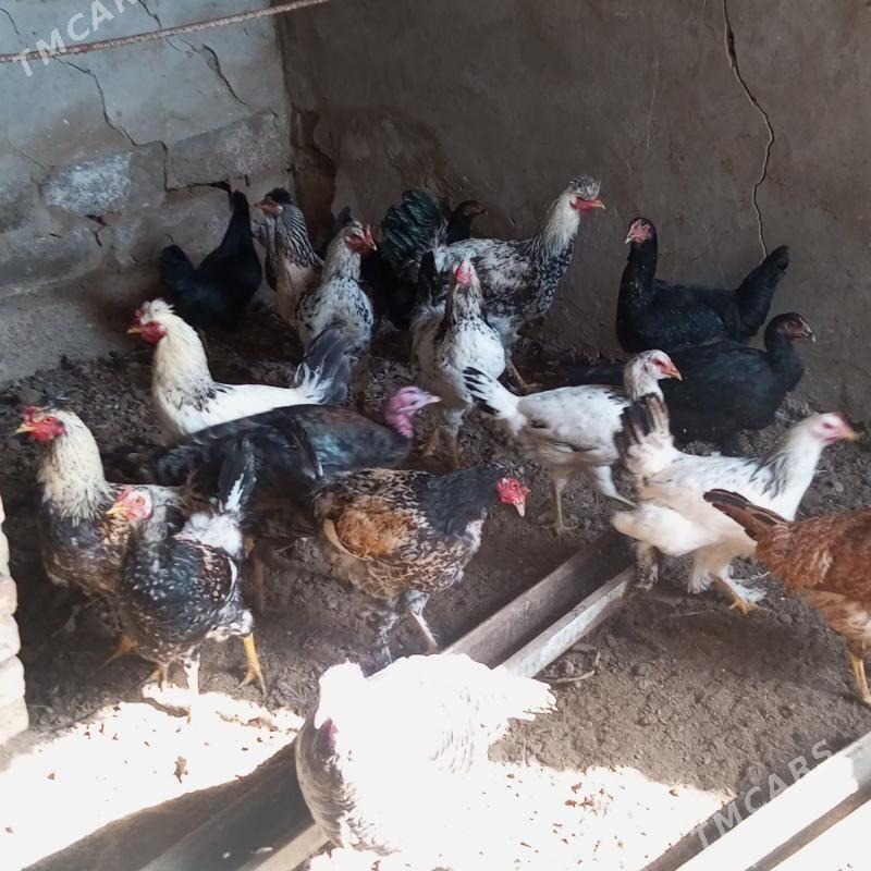 towuk - Мары - img 2