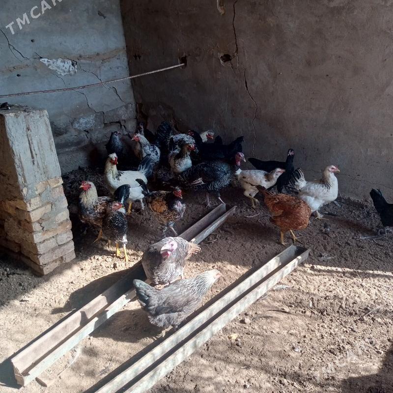 towuk - Мары - img 1