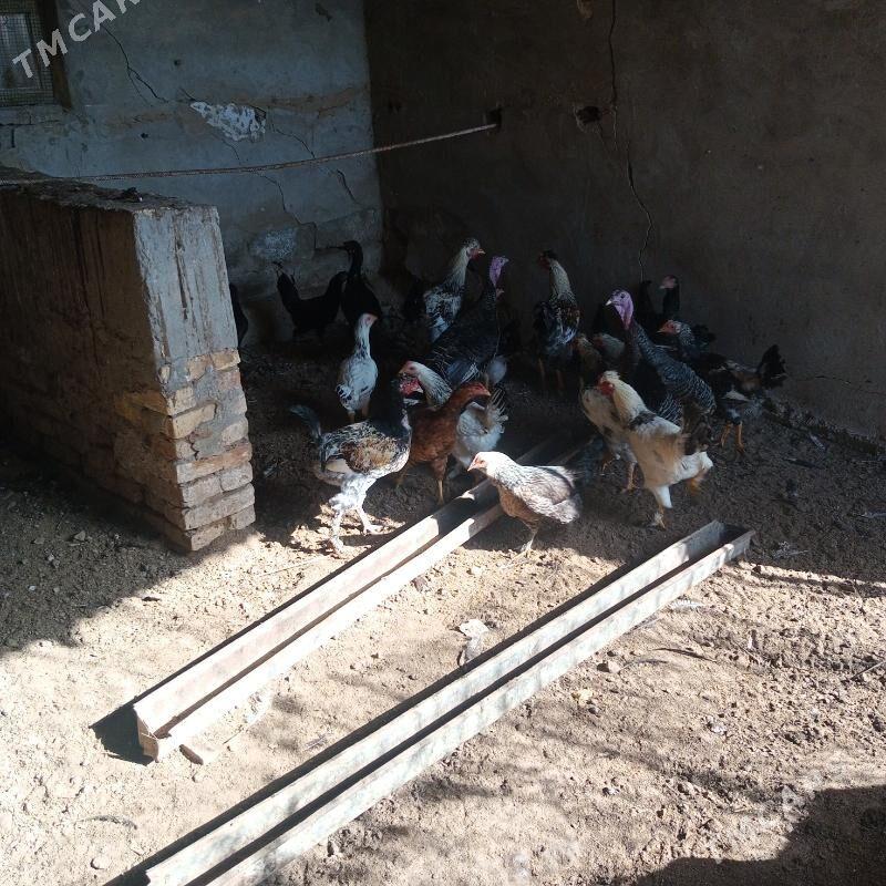 towuk - Мары - img 4