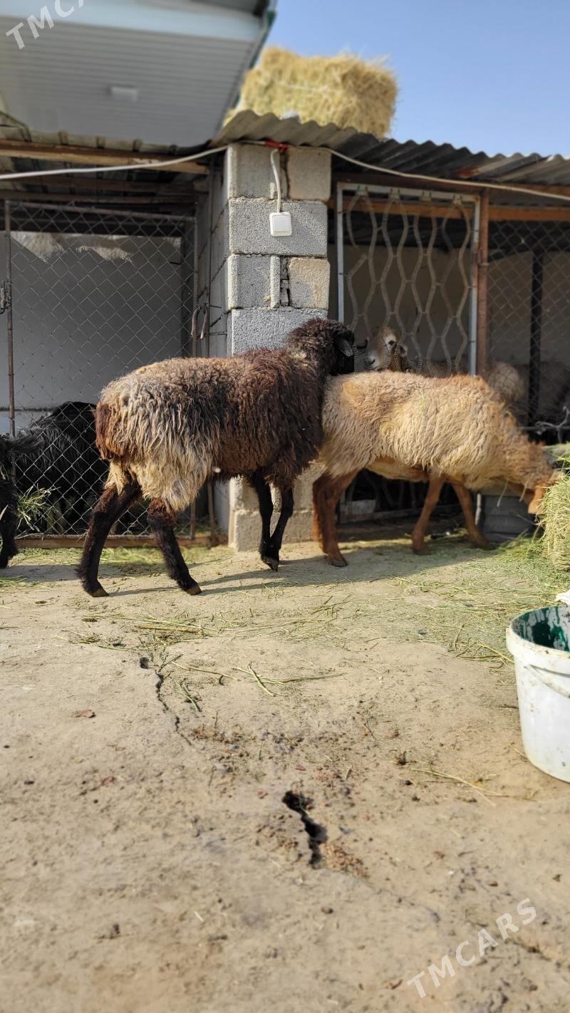 gysyr goyun tokly - Ак-Бугдайский этрап - img 3