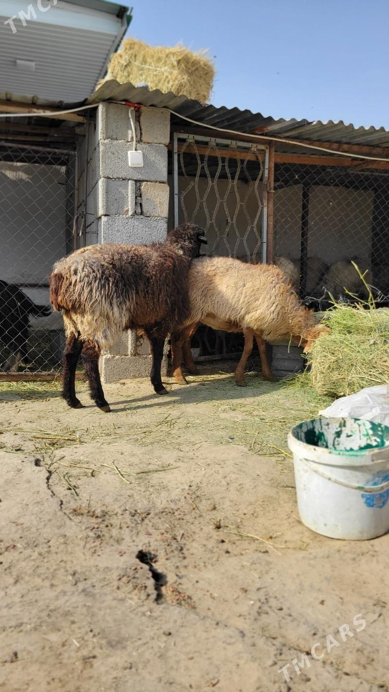 gysyr goyun tokly - Ак-Бугдайский этрап - img 4