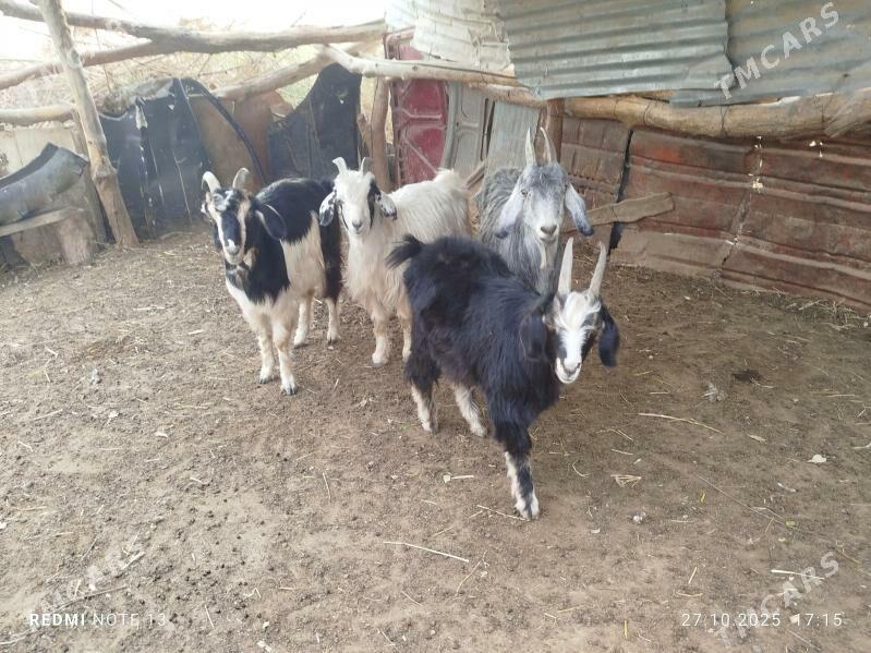 geciler - Çärjew - img 3