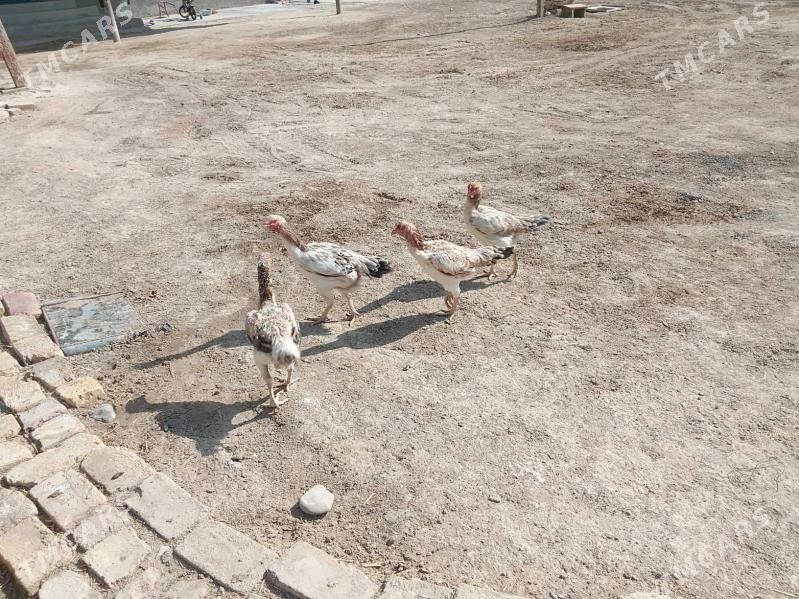 towuk - Байрамали - img 3