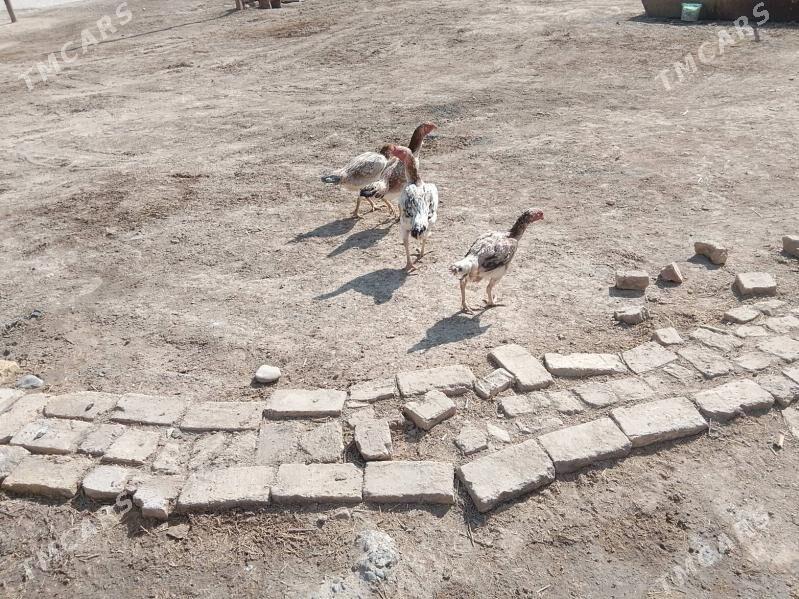 towuk - Байрамали - img 2