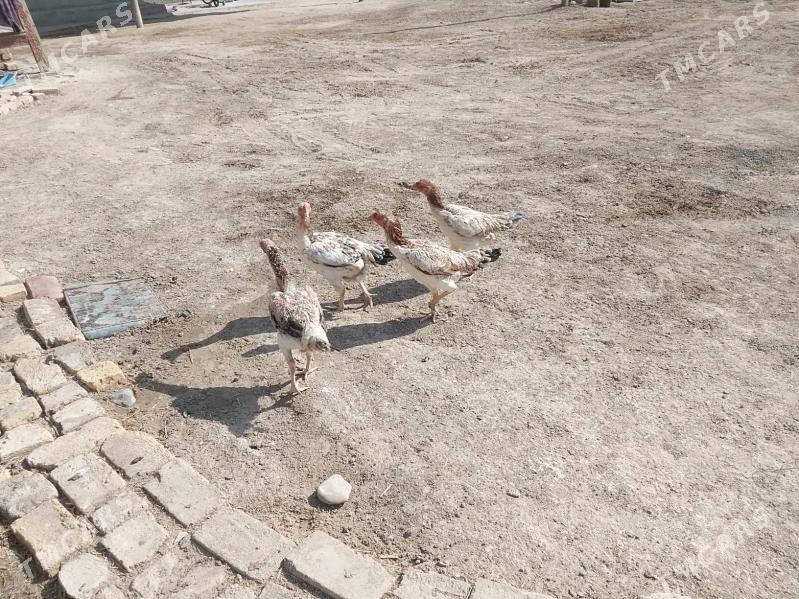 towuk - Байрамали - img 1