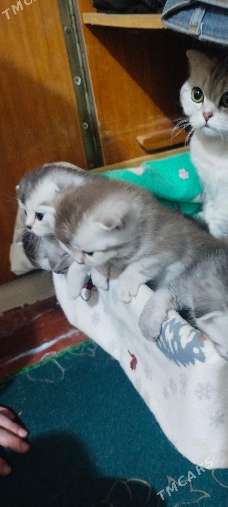 котята - Ашхабад - img 1