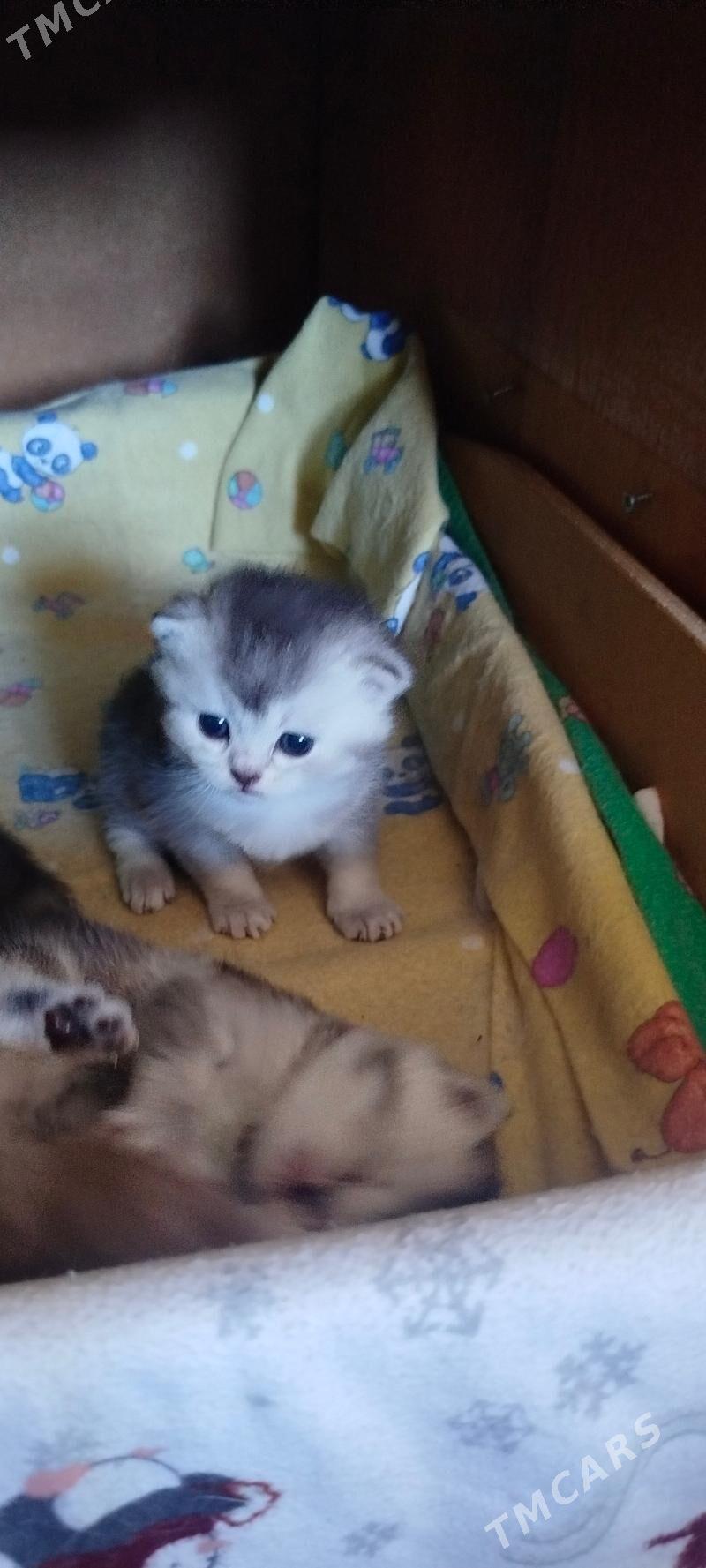 котята - Ашхабад - img 2