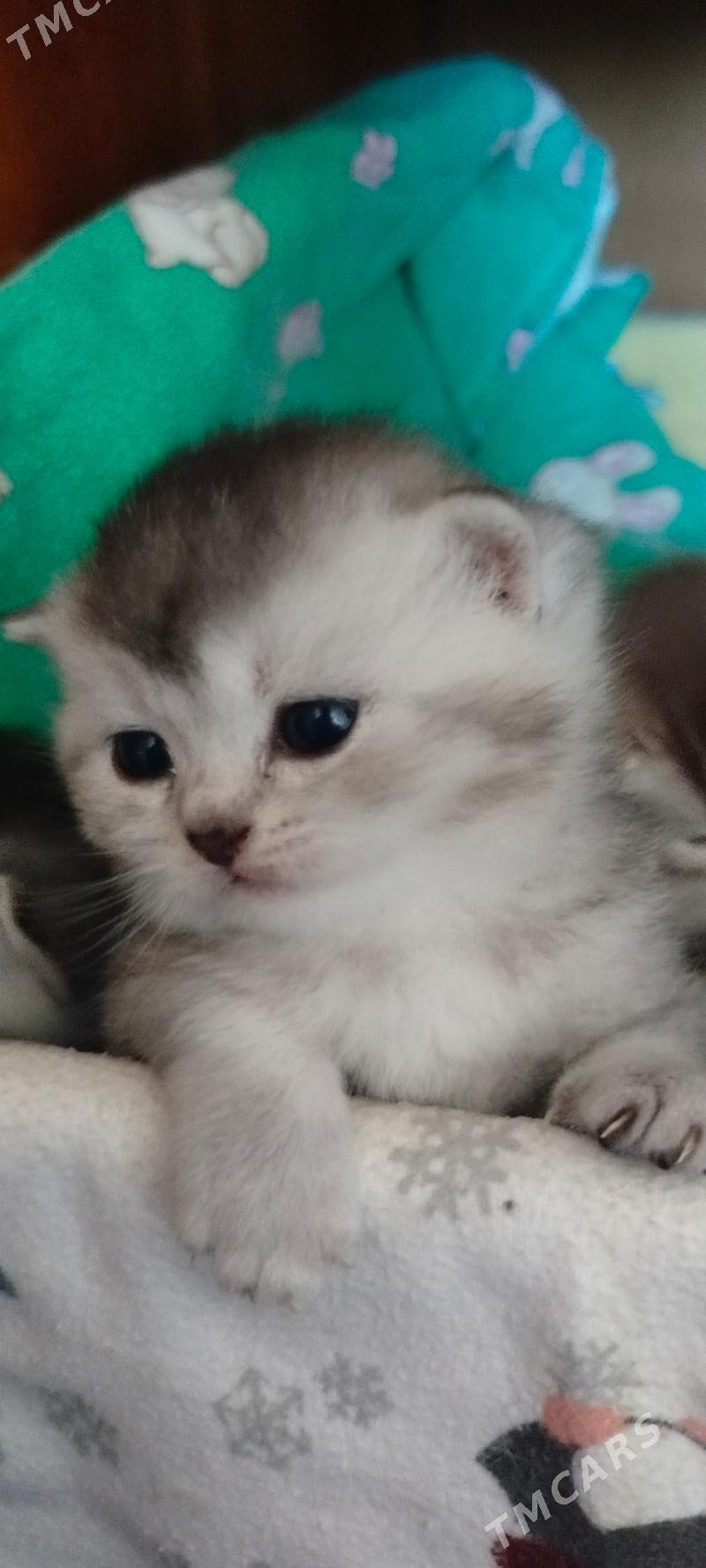 котята - Ашхабад - img 3