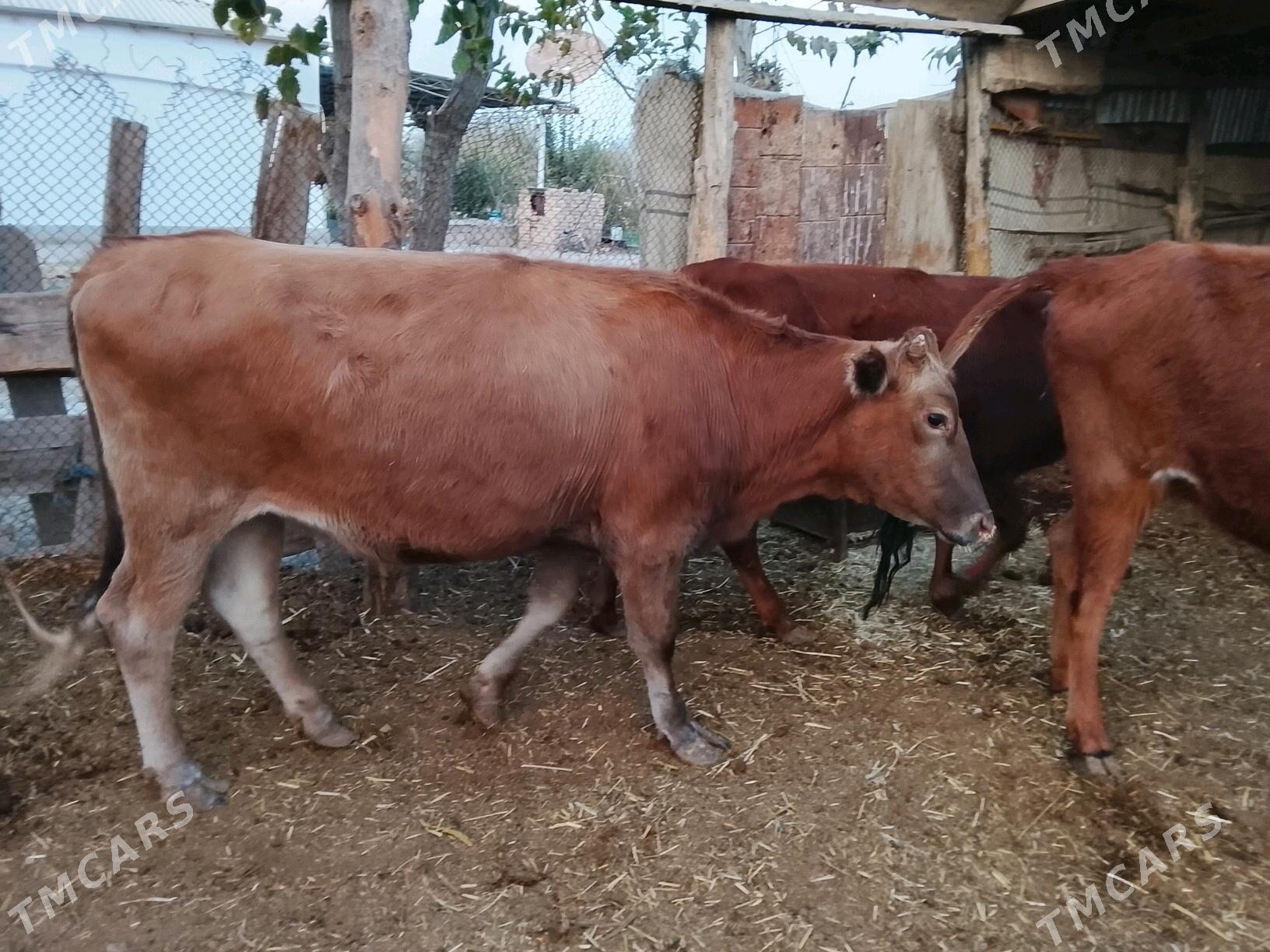 гулажын - Мургап - img 1