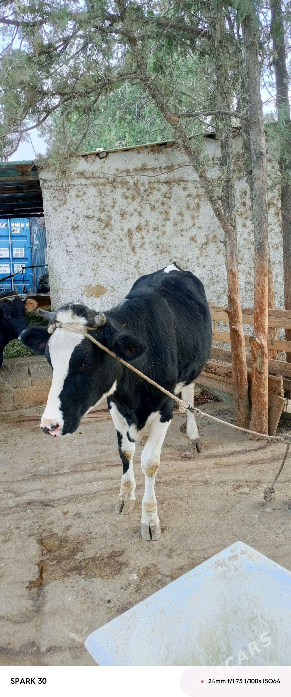 tuwe - Гёкдепе - img 1