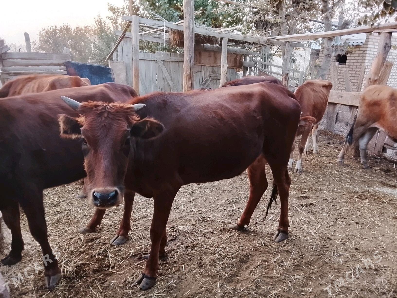 гулажын - Мургап - img 3