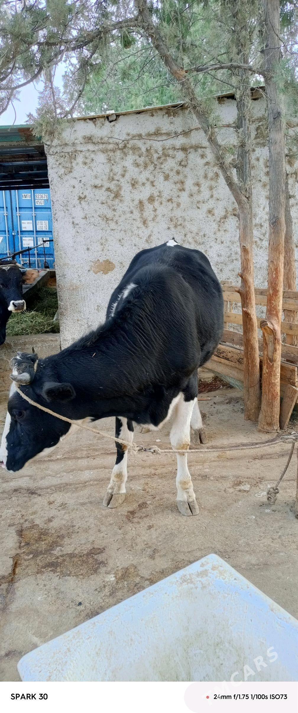 tuwe - Гёкдепе - img 2