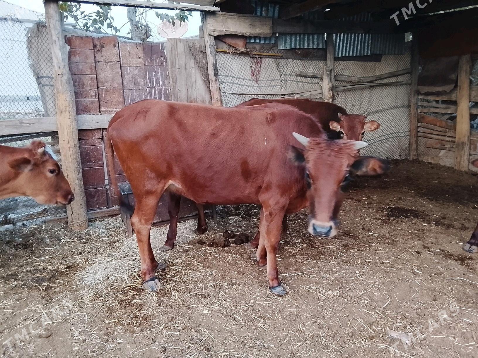 гулажын - Мургап - img 2