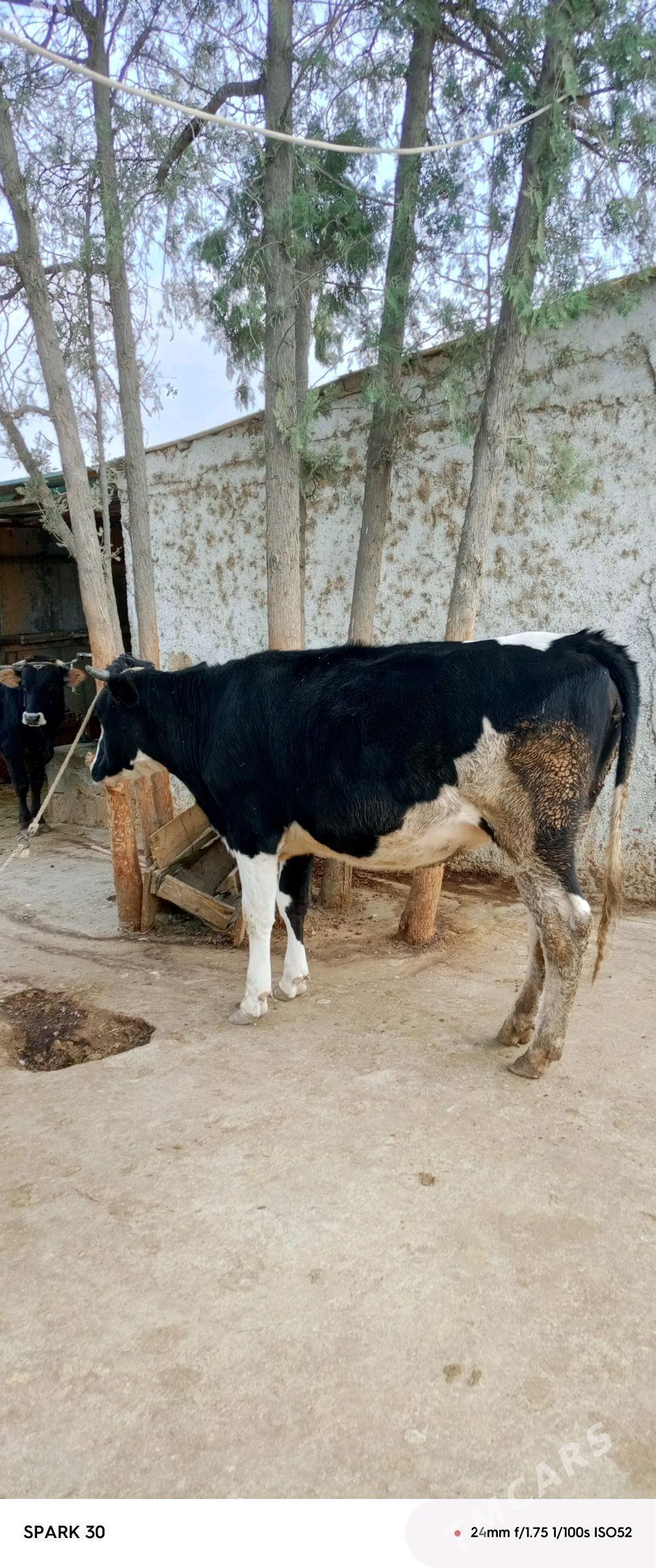 tuwe - Гёкдепе - img 3