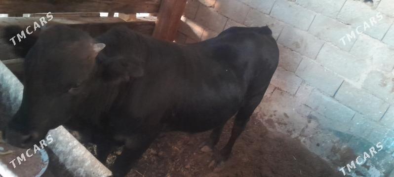 Ady - Балканабат - img 2