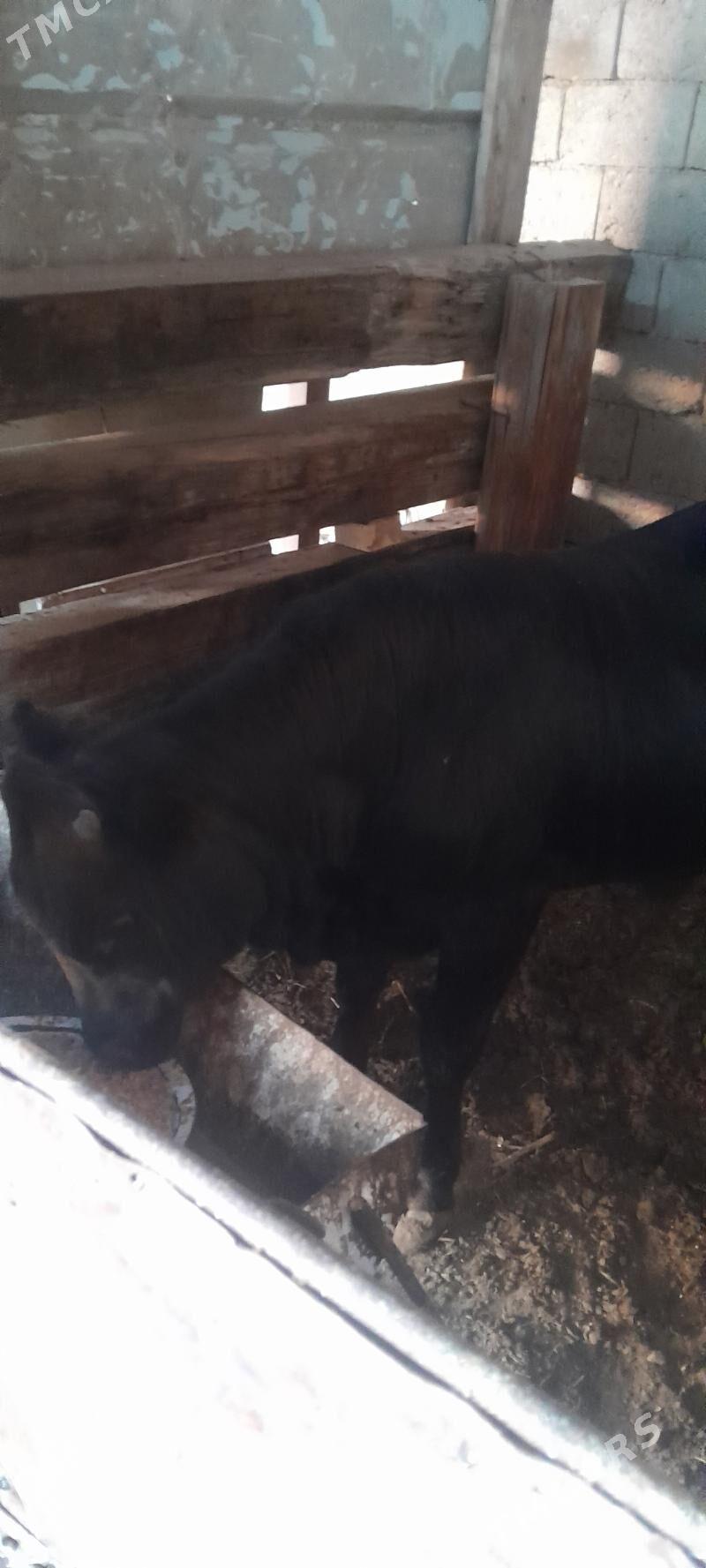 Ady - Балканабат - img 1