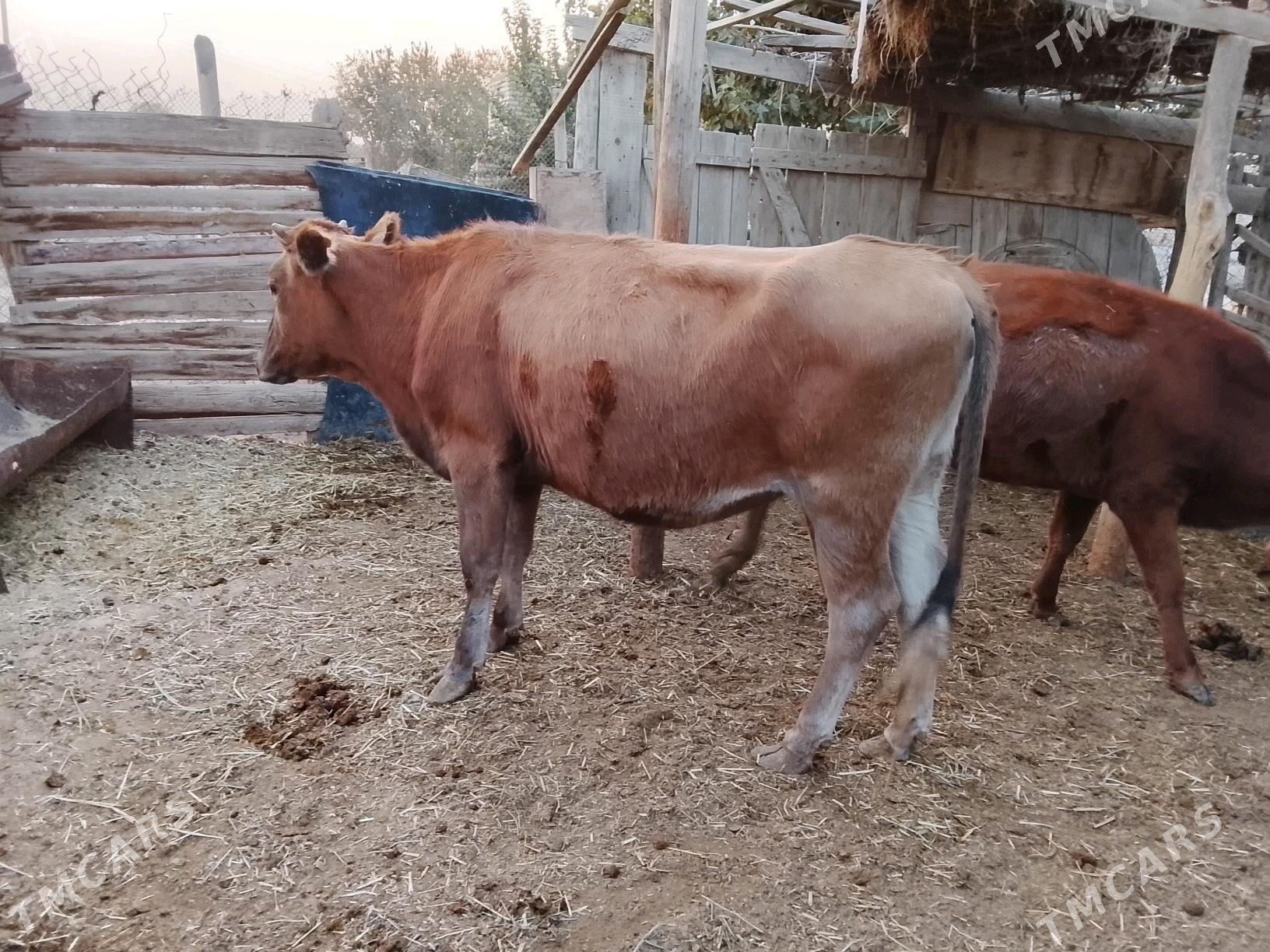 гулажын - Мургап - img 4