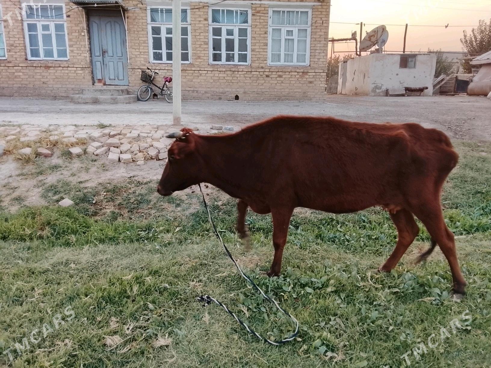 гулажын - Мургап - img 7