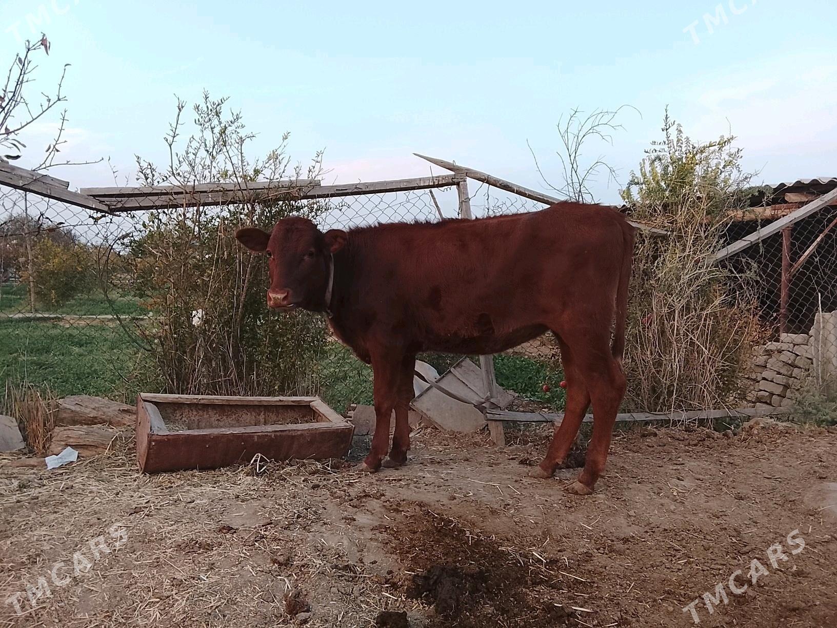 гулажын - Мургап - img 6