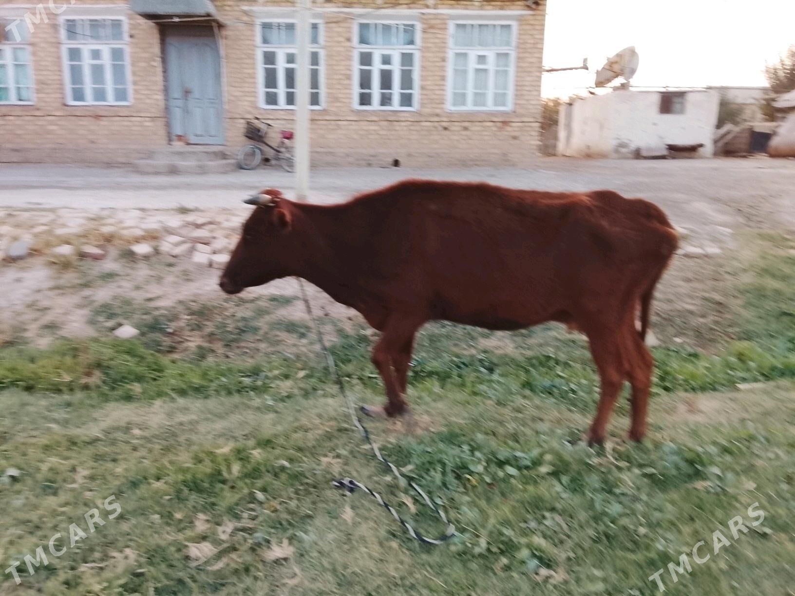 гулажын - Мургап - img 8