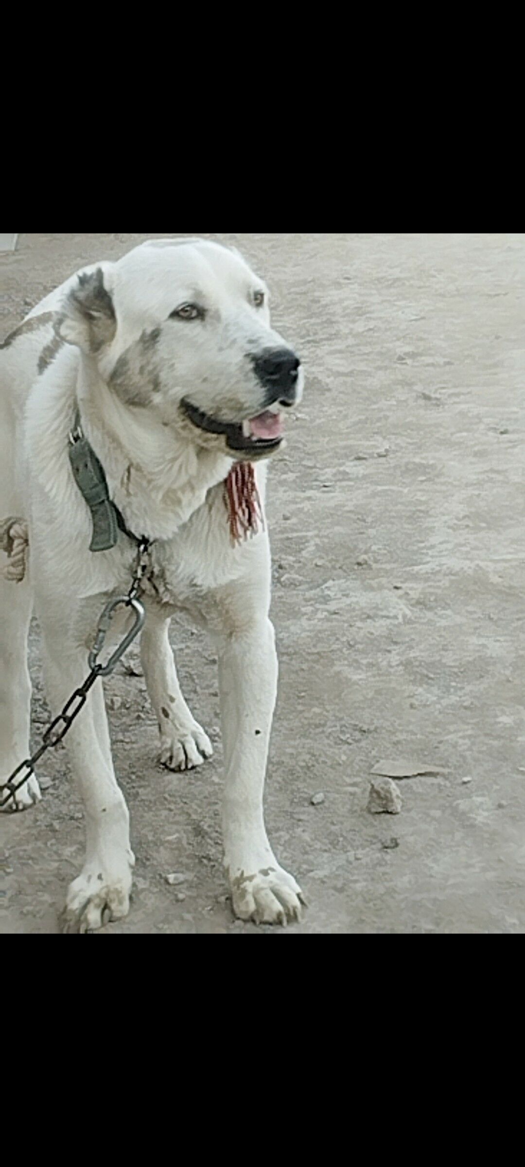 Alabay - Görogly (Tagta) - img 3