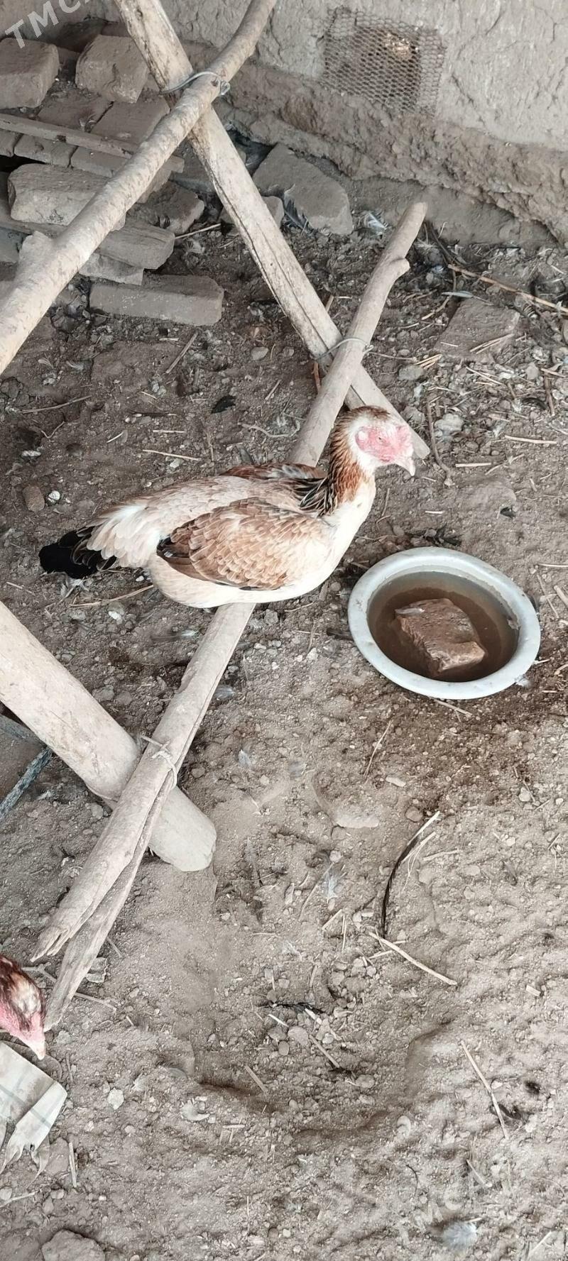 Paroda towuklar - Саят - img 1