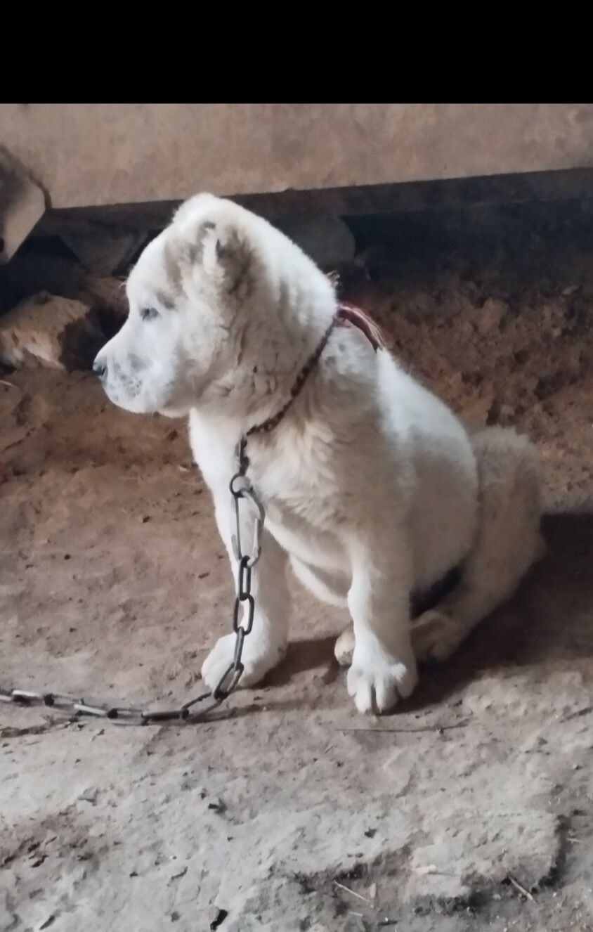 Alabay - Görogly (Tagta) - img 6