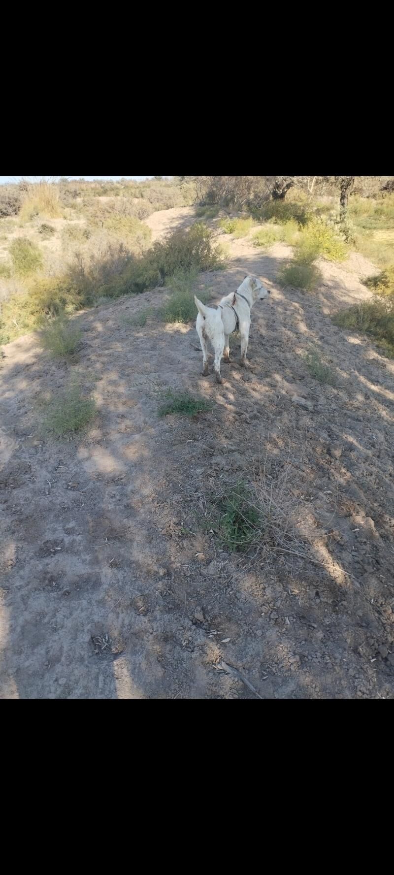 Alabay - Görogly (Tagta) - img 7