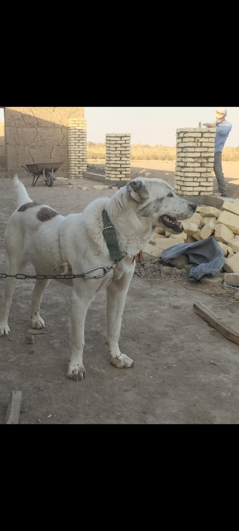 Alabay - Görogly (Tagta) - img 5