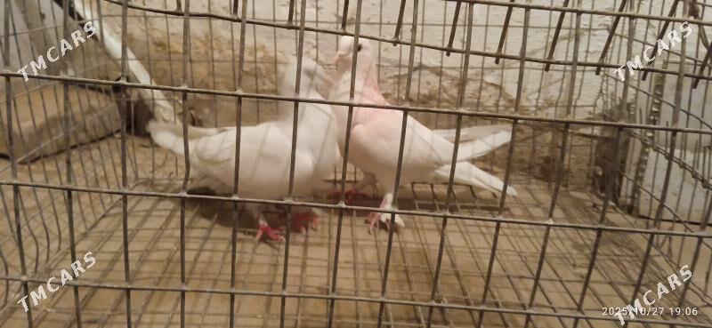 kepteri - Türkmenabat - img 2