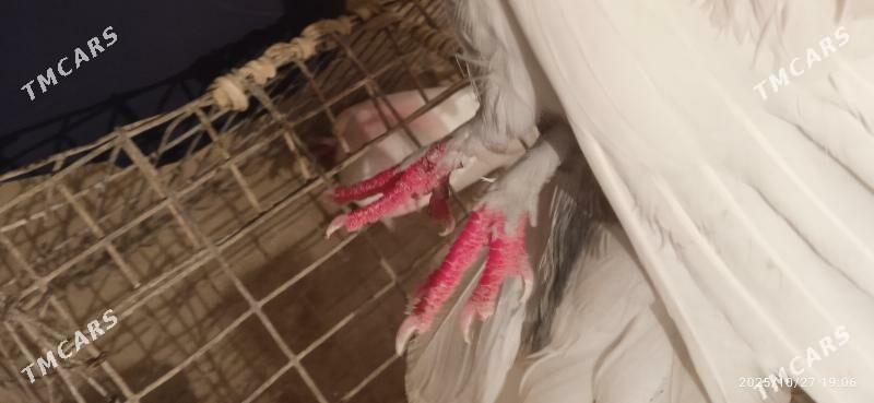 kepteri - Türkmenabat - img 3