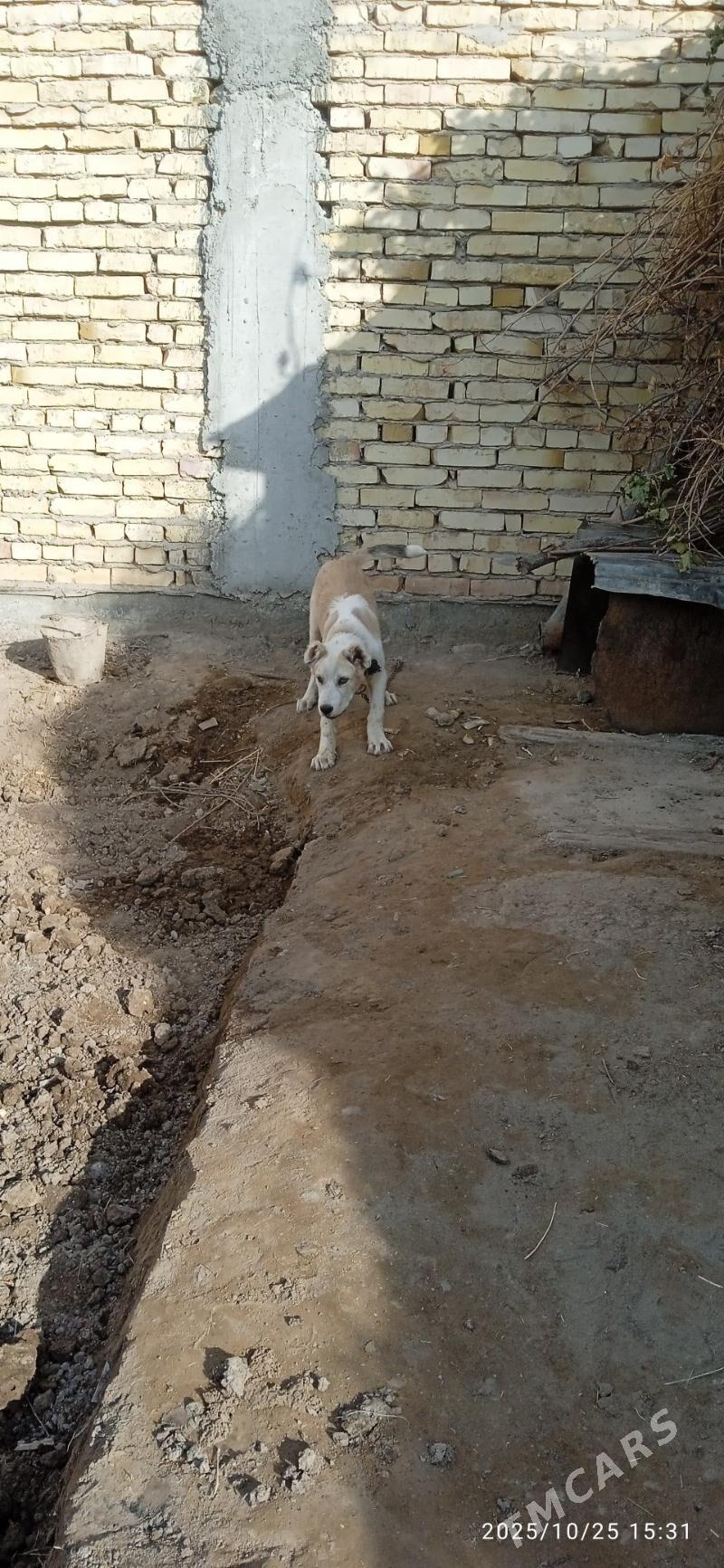 Аждар - Туркменабат - img 1