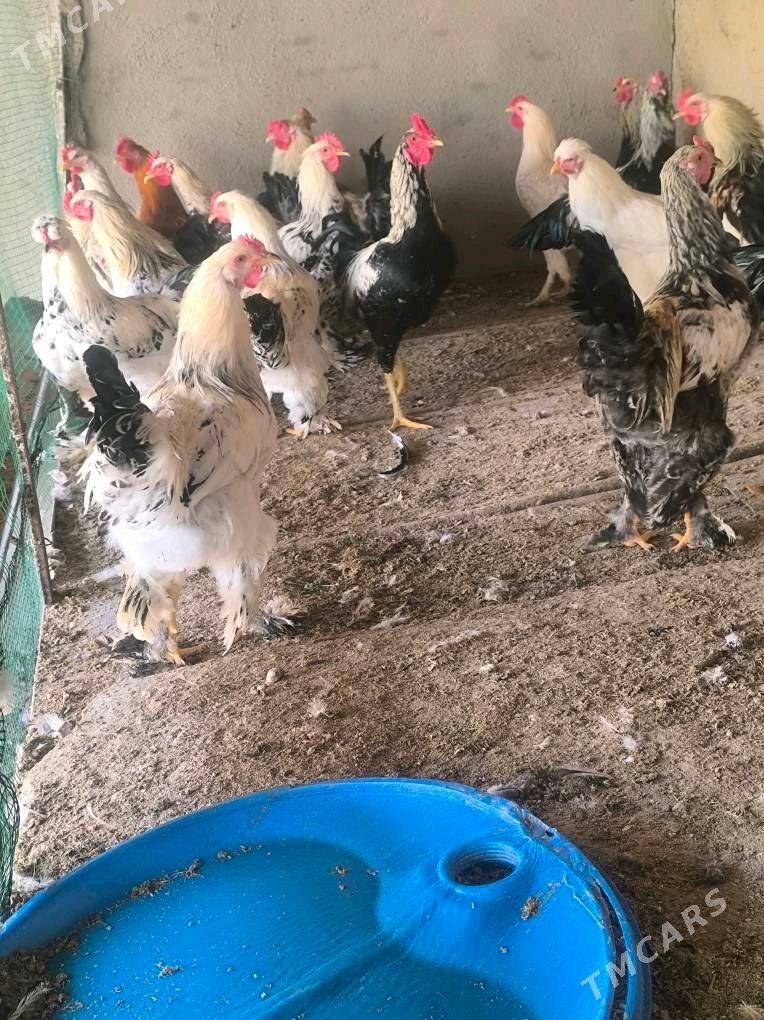 semizje horazlar - Tejen - img 3