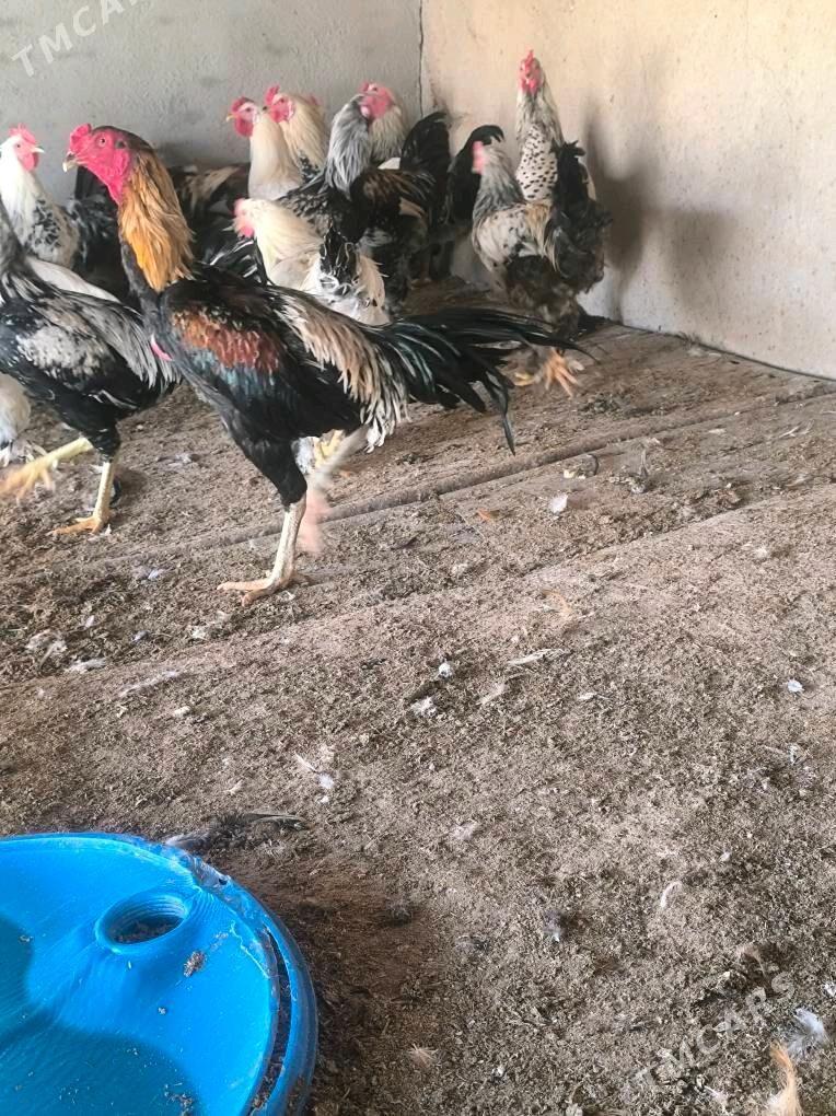 semizje horazlar - Tejen - img 5