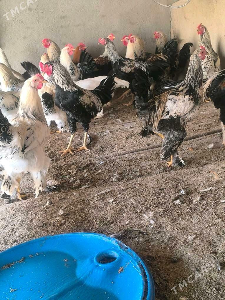 semizje horazlar - Tejen - img 4