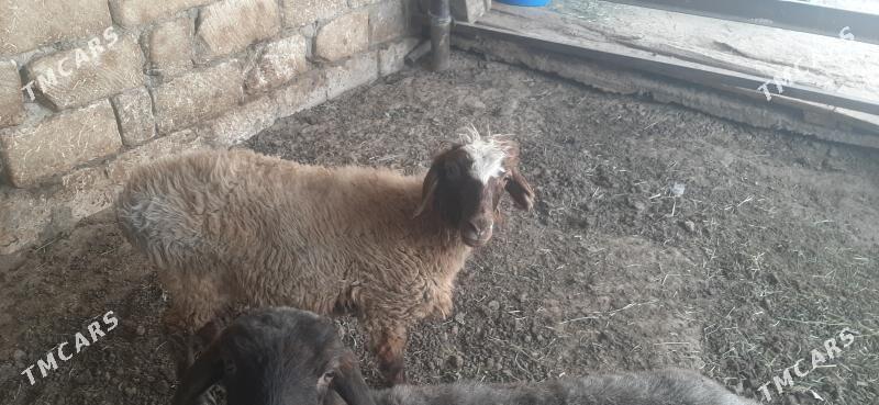 goyun - Бузмеин - img 4