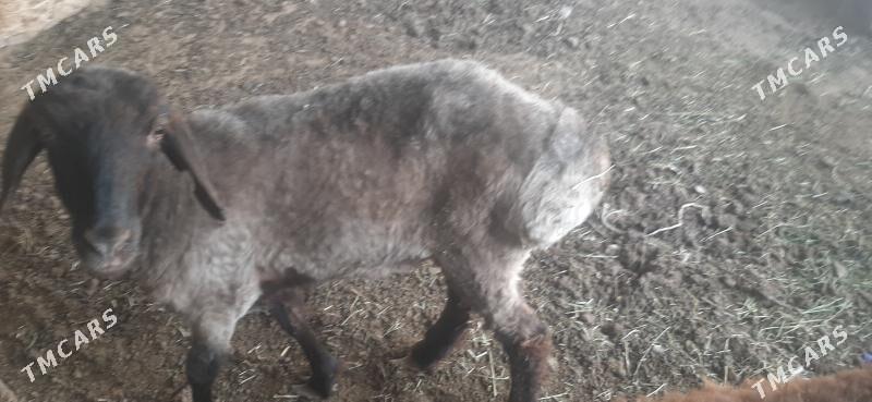 goyun - Бузмеин - img 5