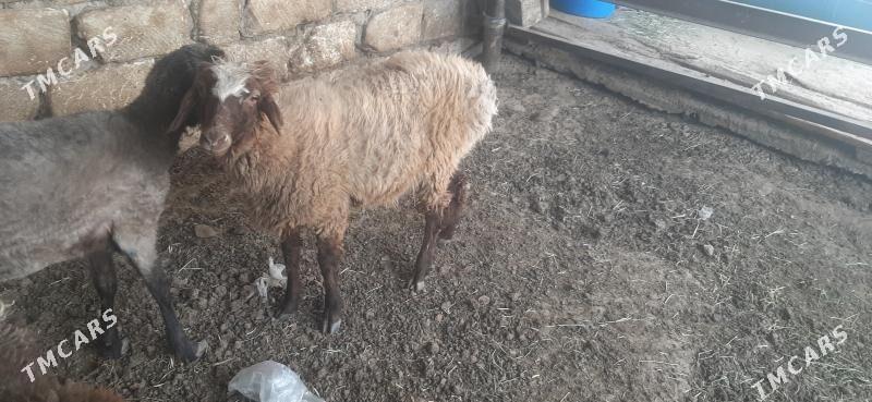 goyun - Бузмеин - img 2