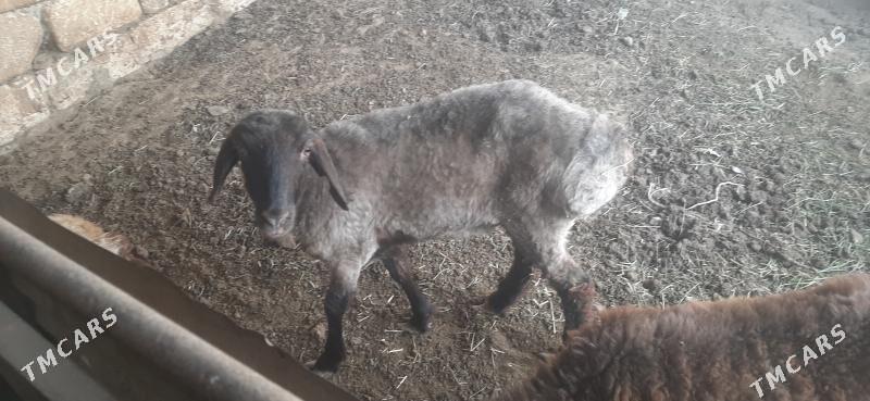 goyun - Бузмеин - img 6