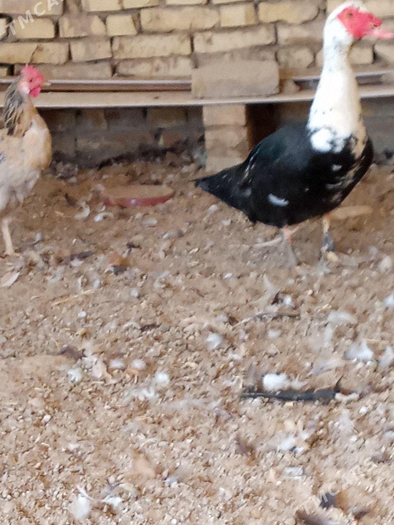 ordek - Векильбазар - img 4