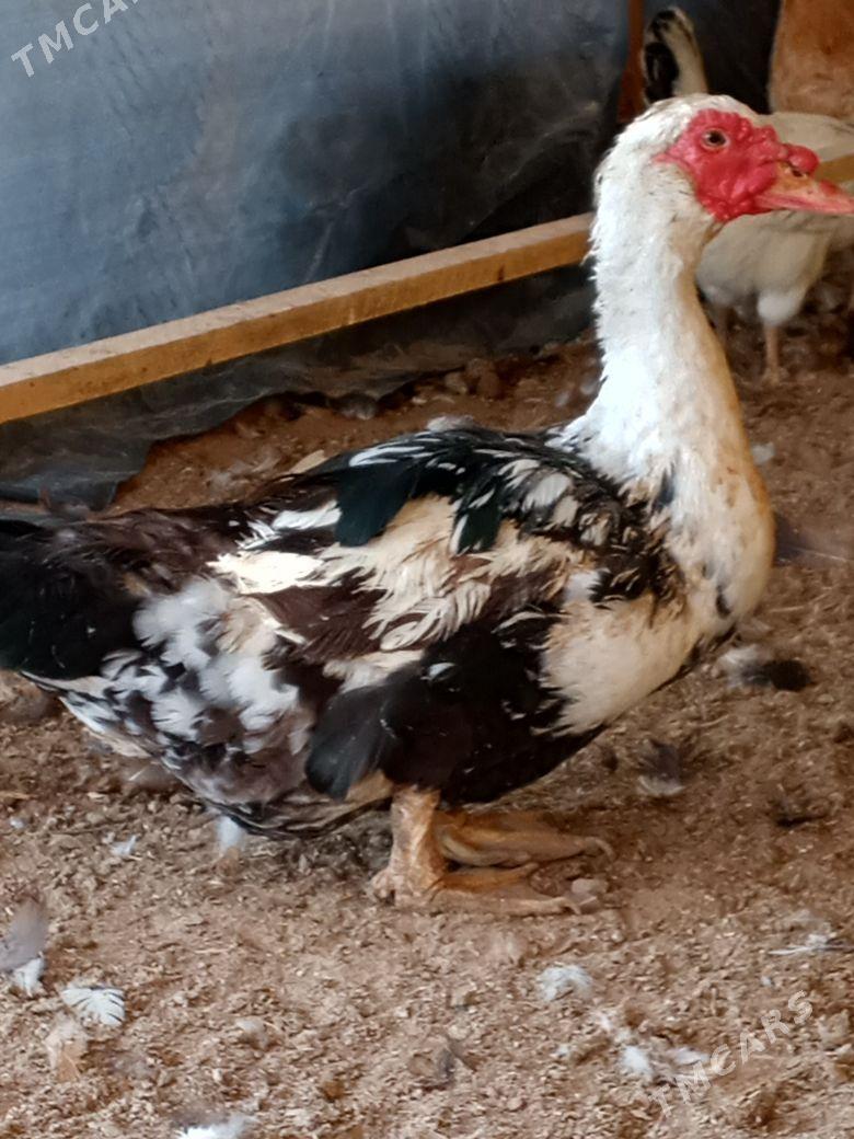 ordek - Векильбазар - img 1