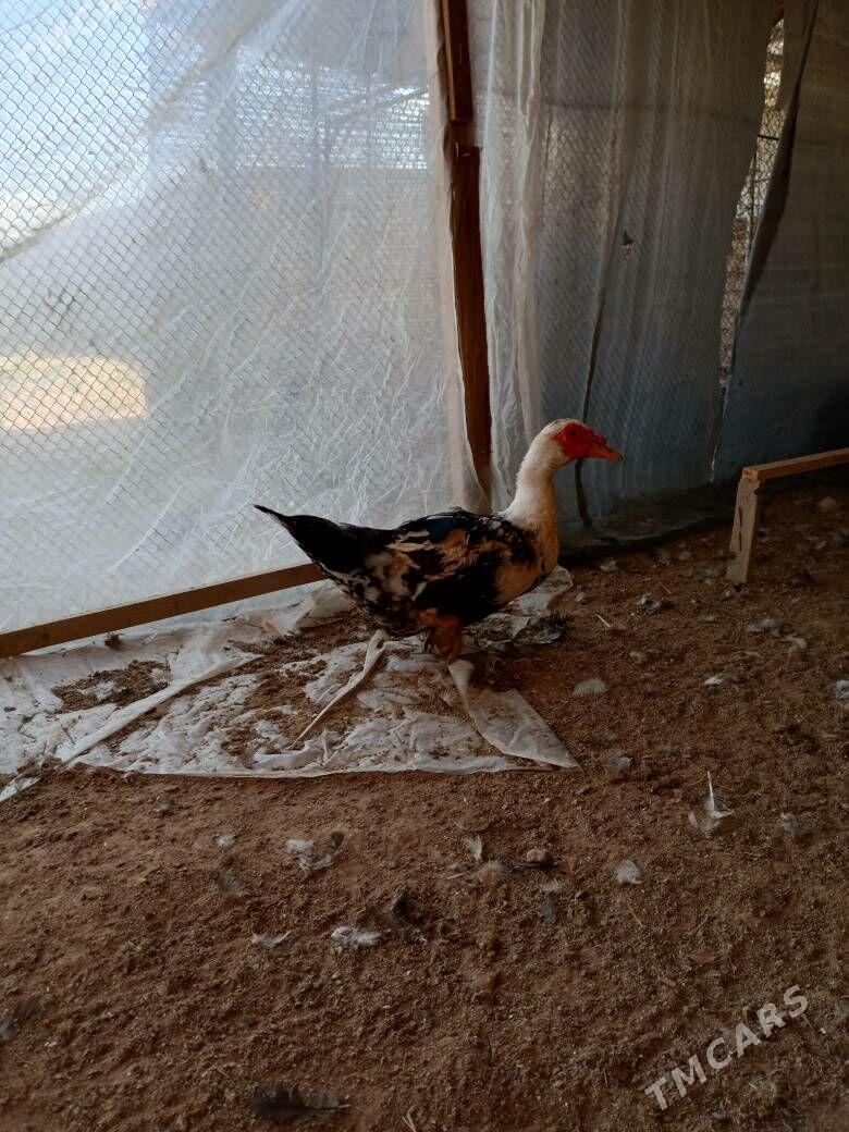 ordek - Векильбазар - img 2